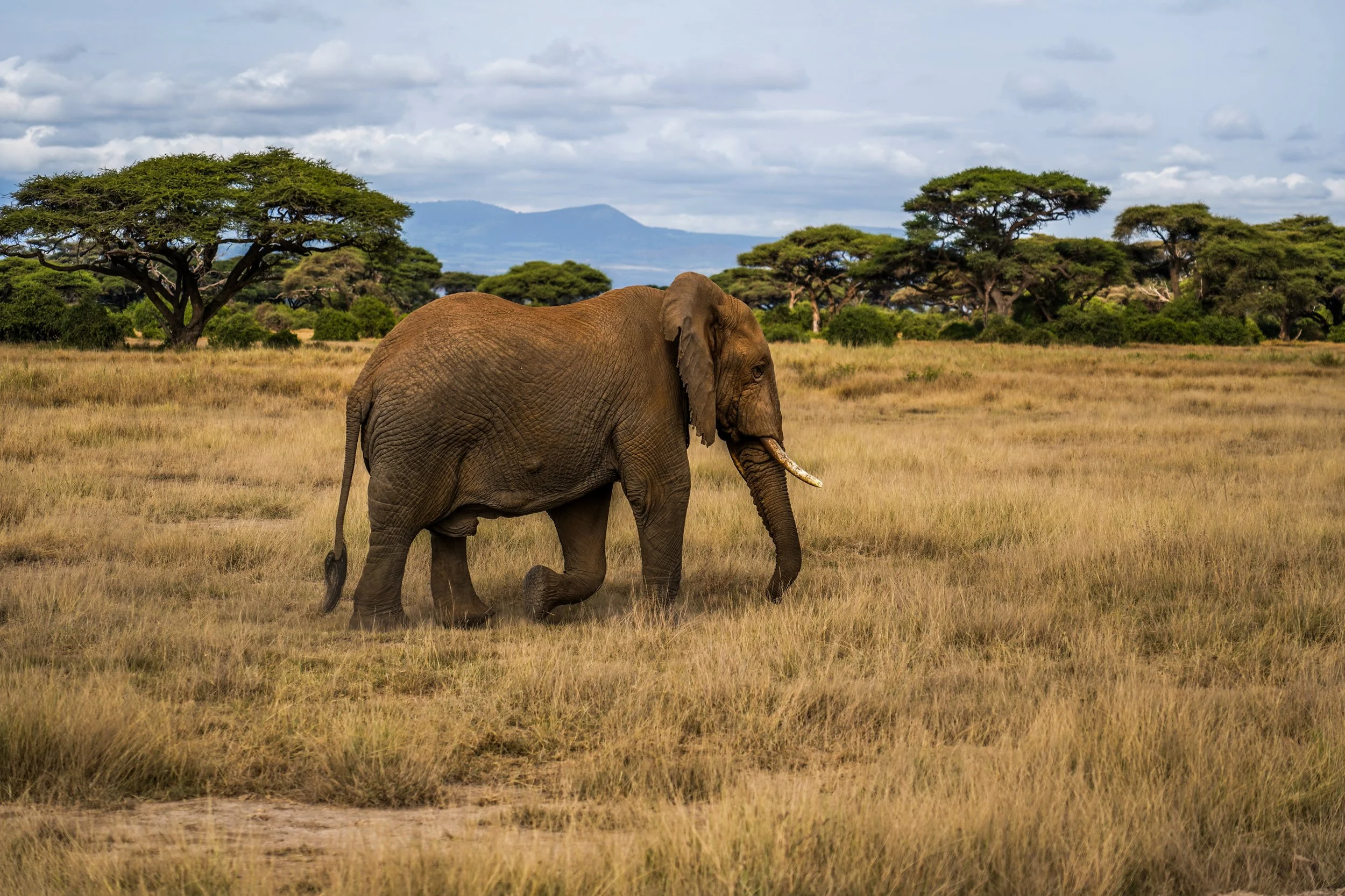 Amboseli, Kenya