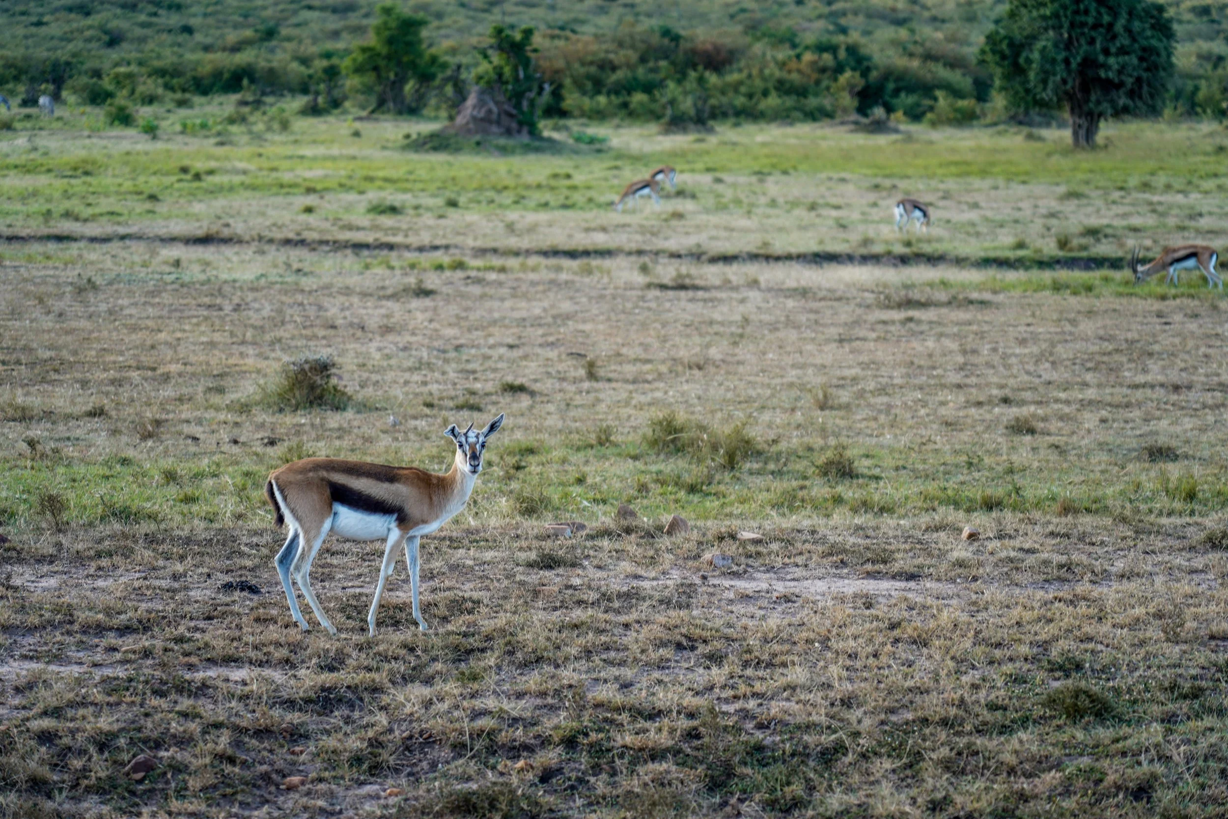 Masai Mara, Kenya