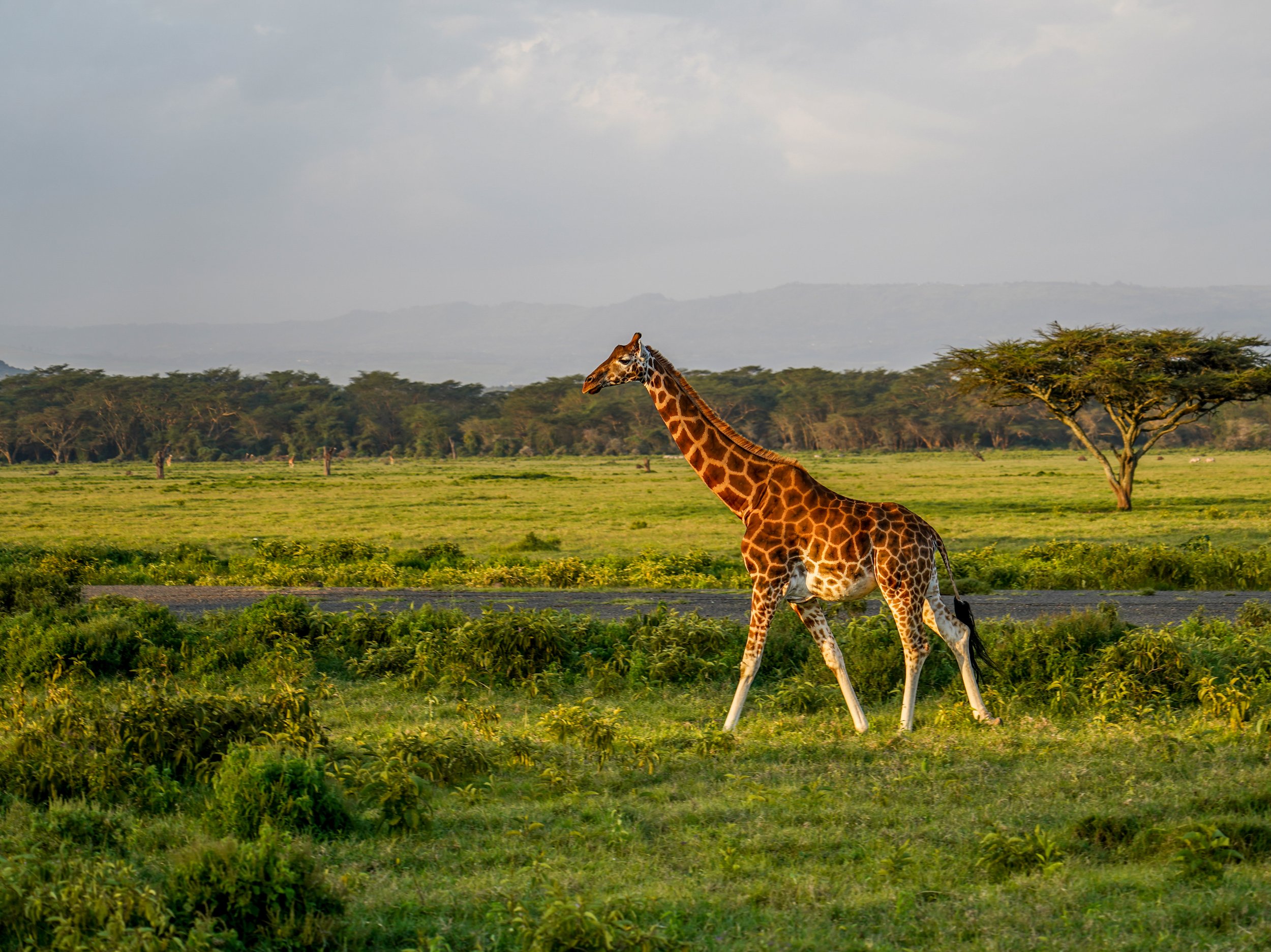 Lake Nakuru, Kenya