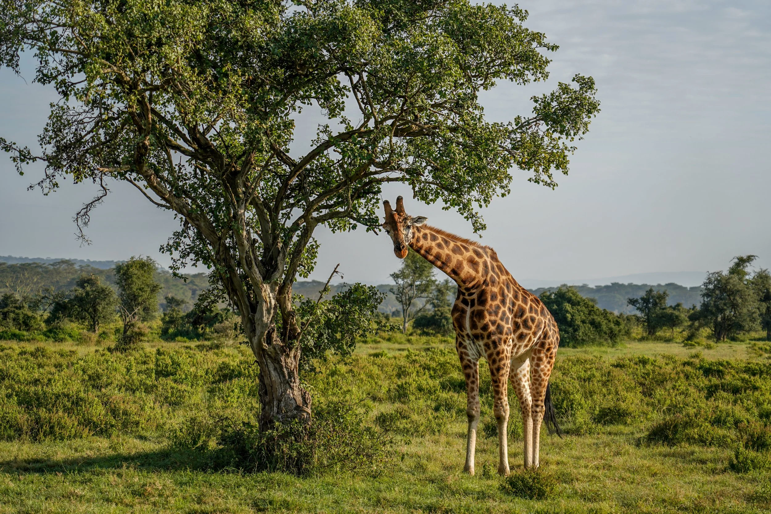 Lake Nakuru, Kenya