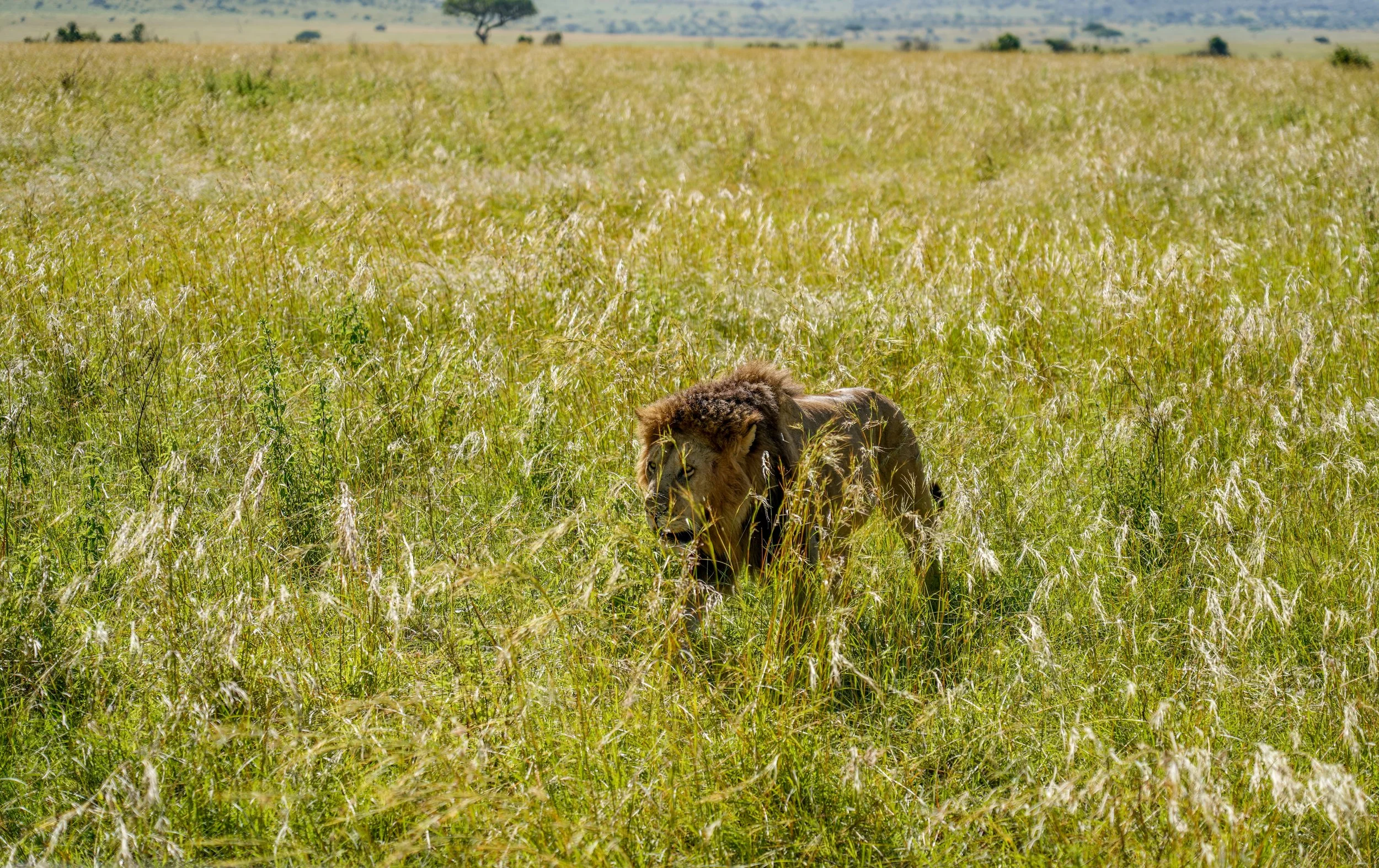 Maasai Mara, Kenya