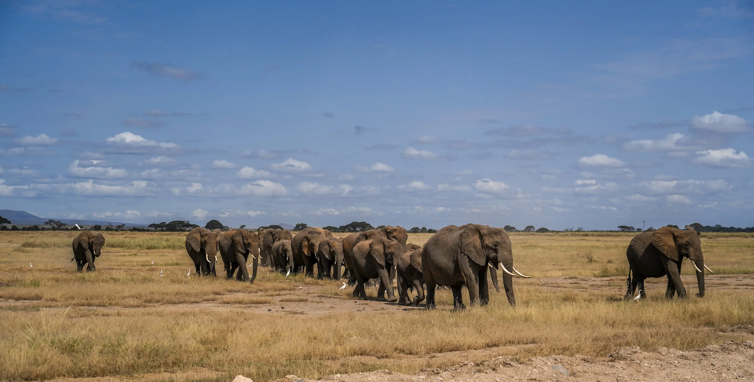 Amboseli, Kenya