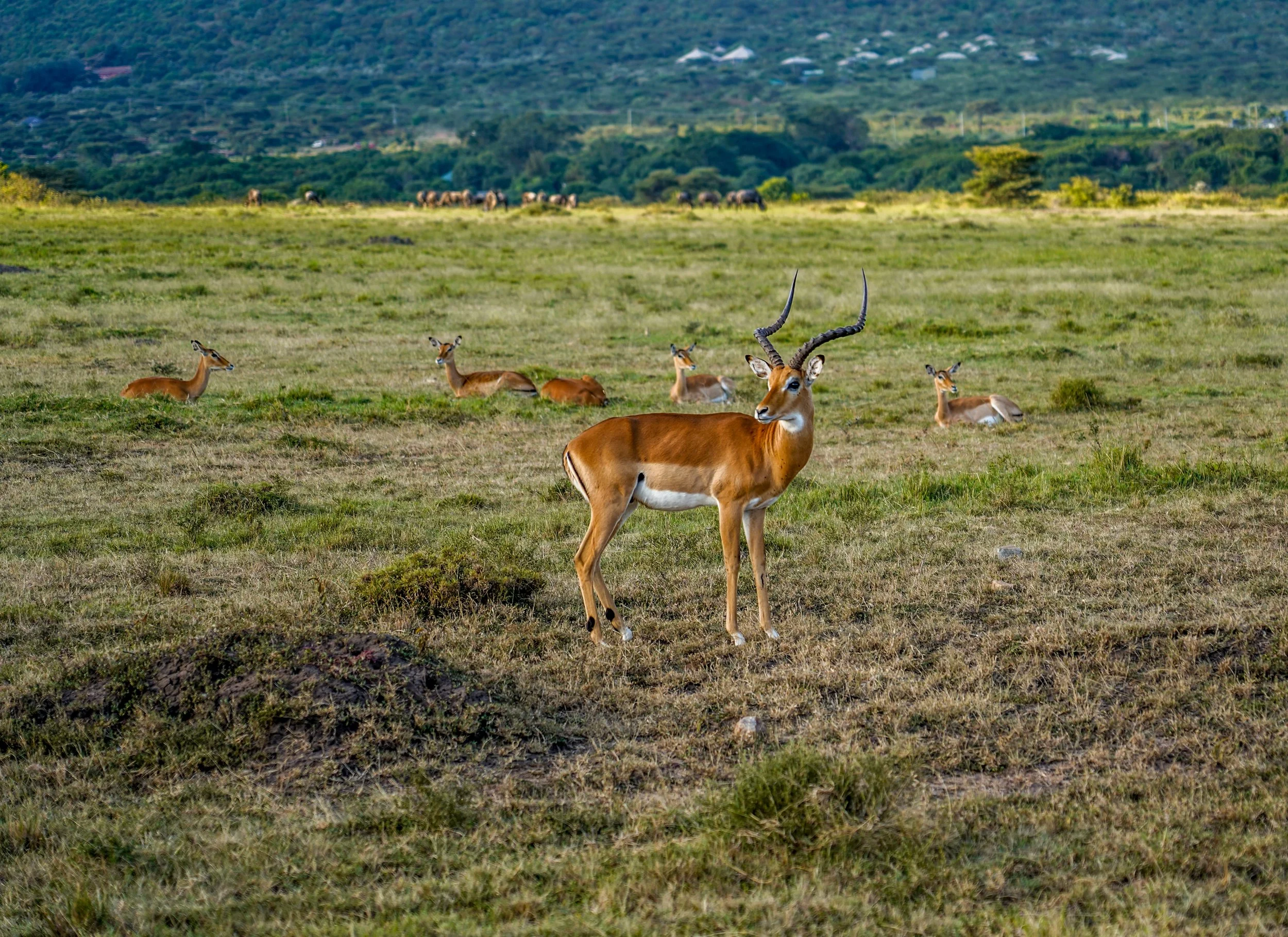 Masai Mara, Kenya