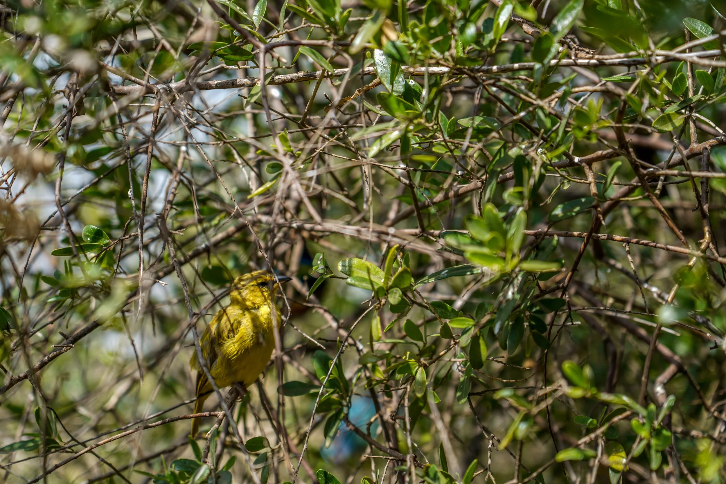 Amboseli, Kenya