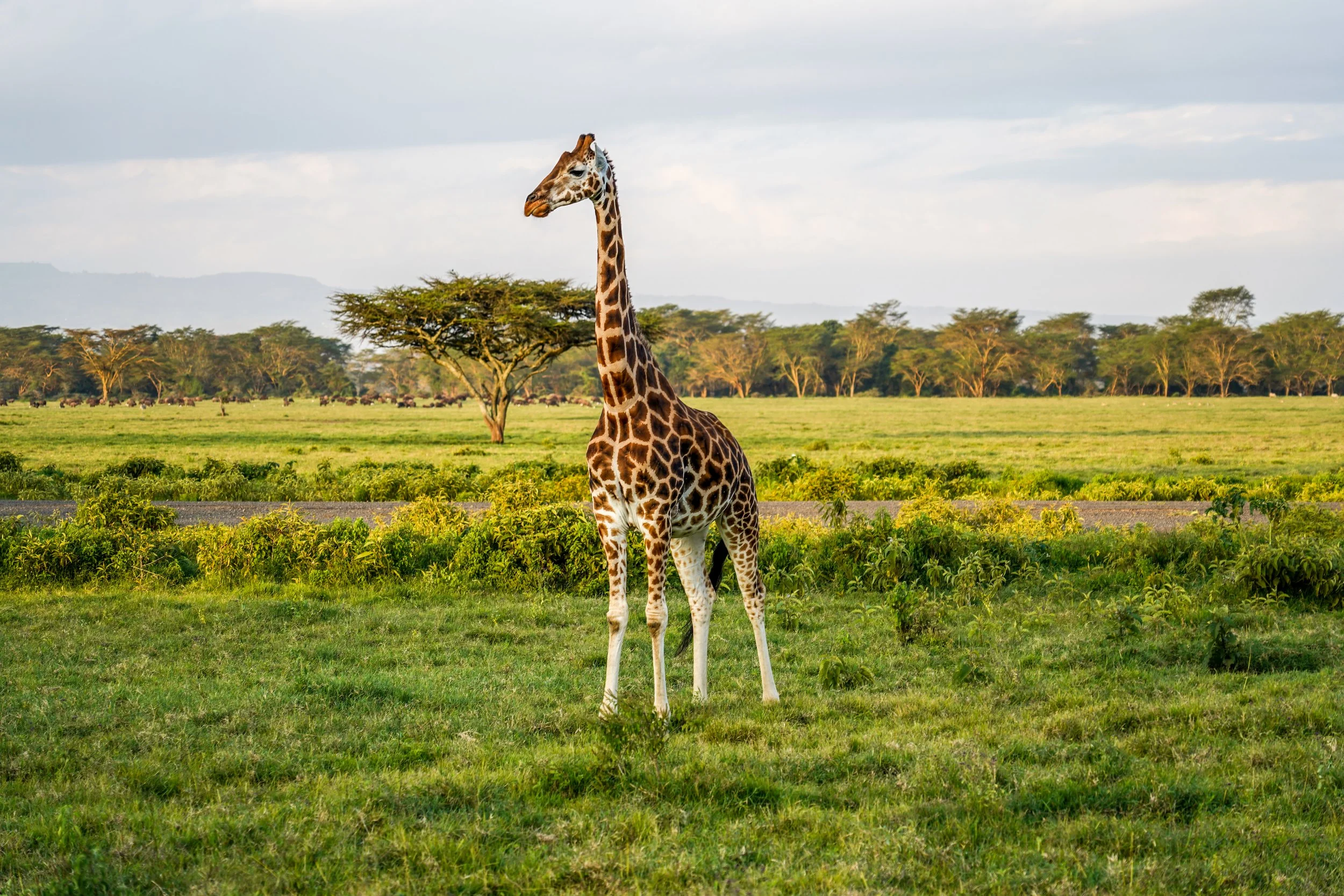 Lake Nakuru, Kenya