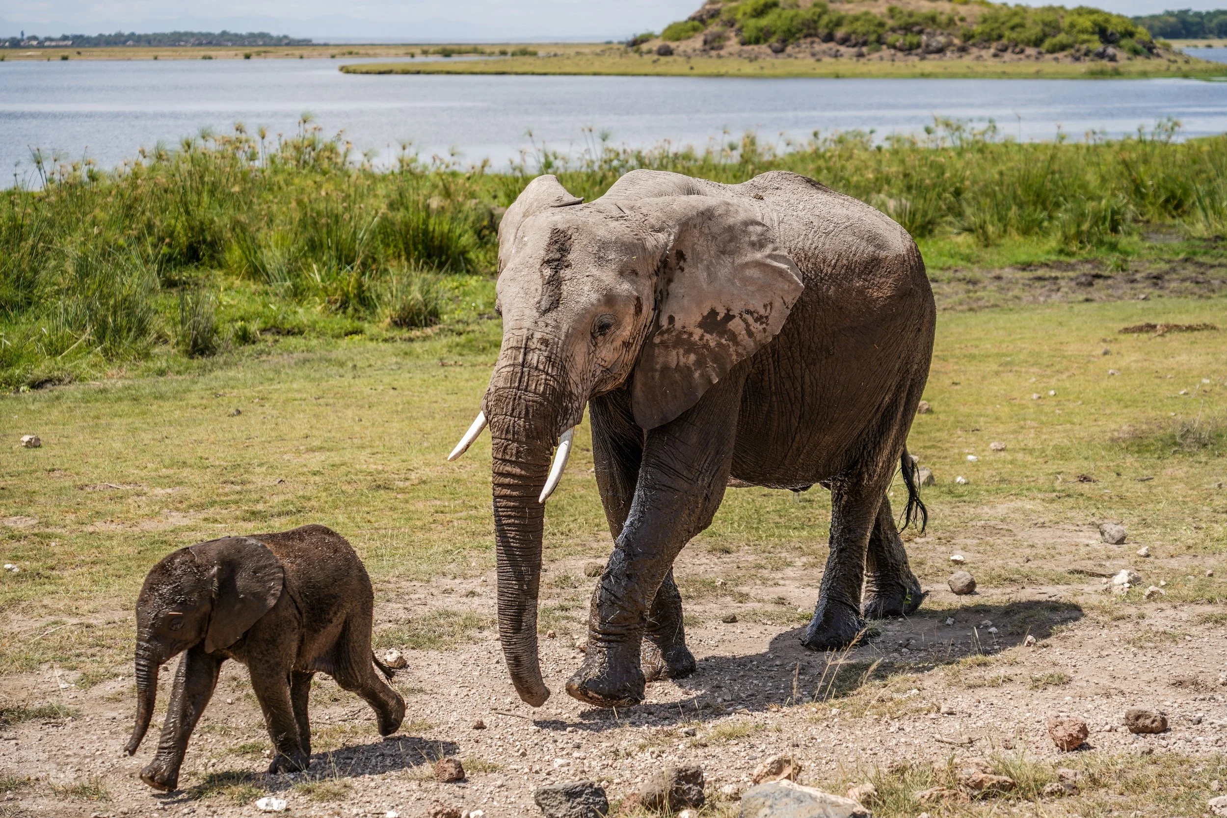 Amboseli, Kenya