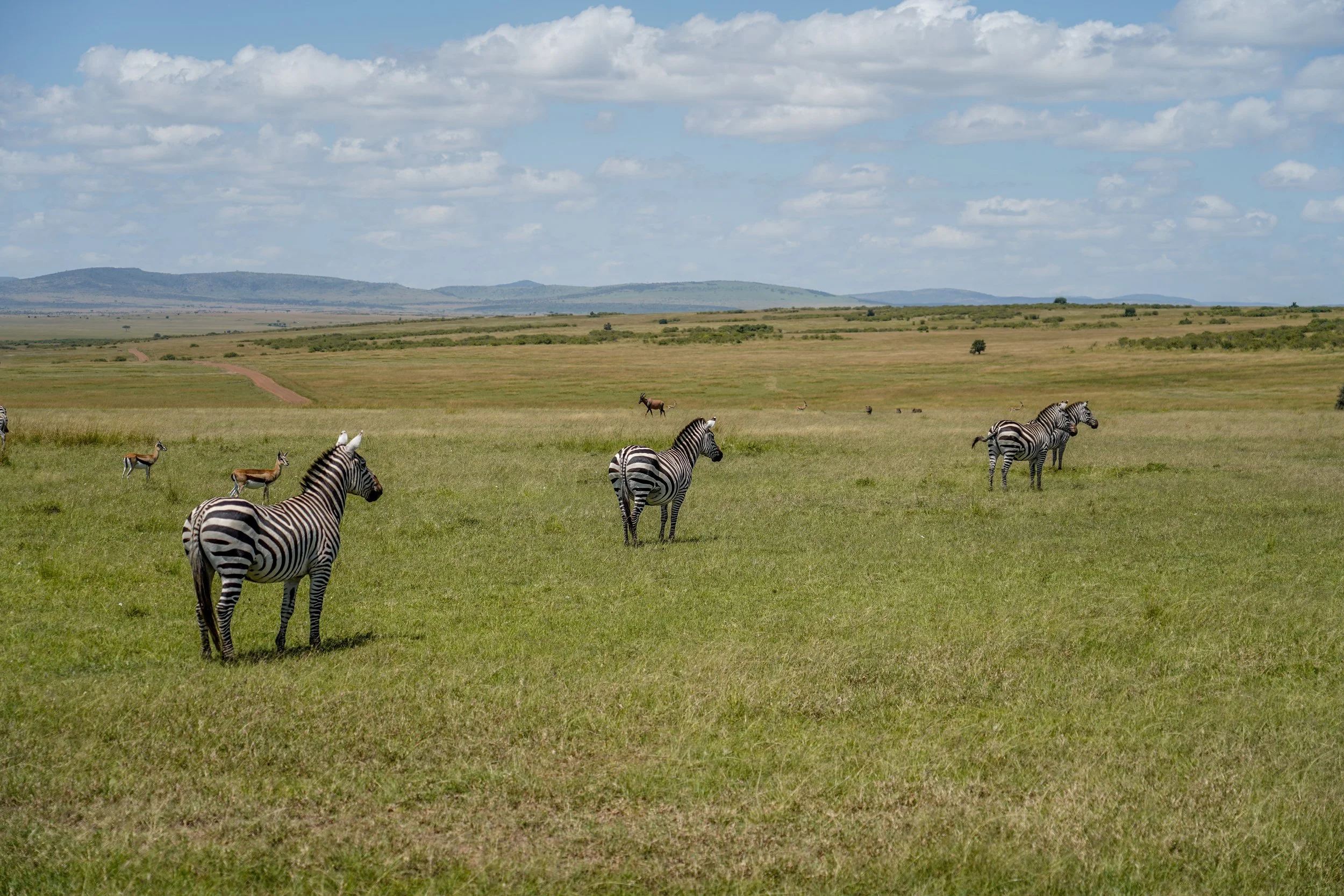 Maasai Mara, Kenya