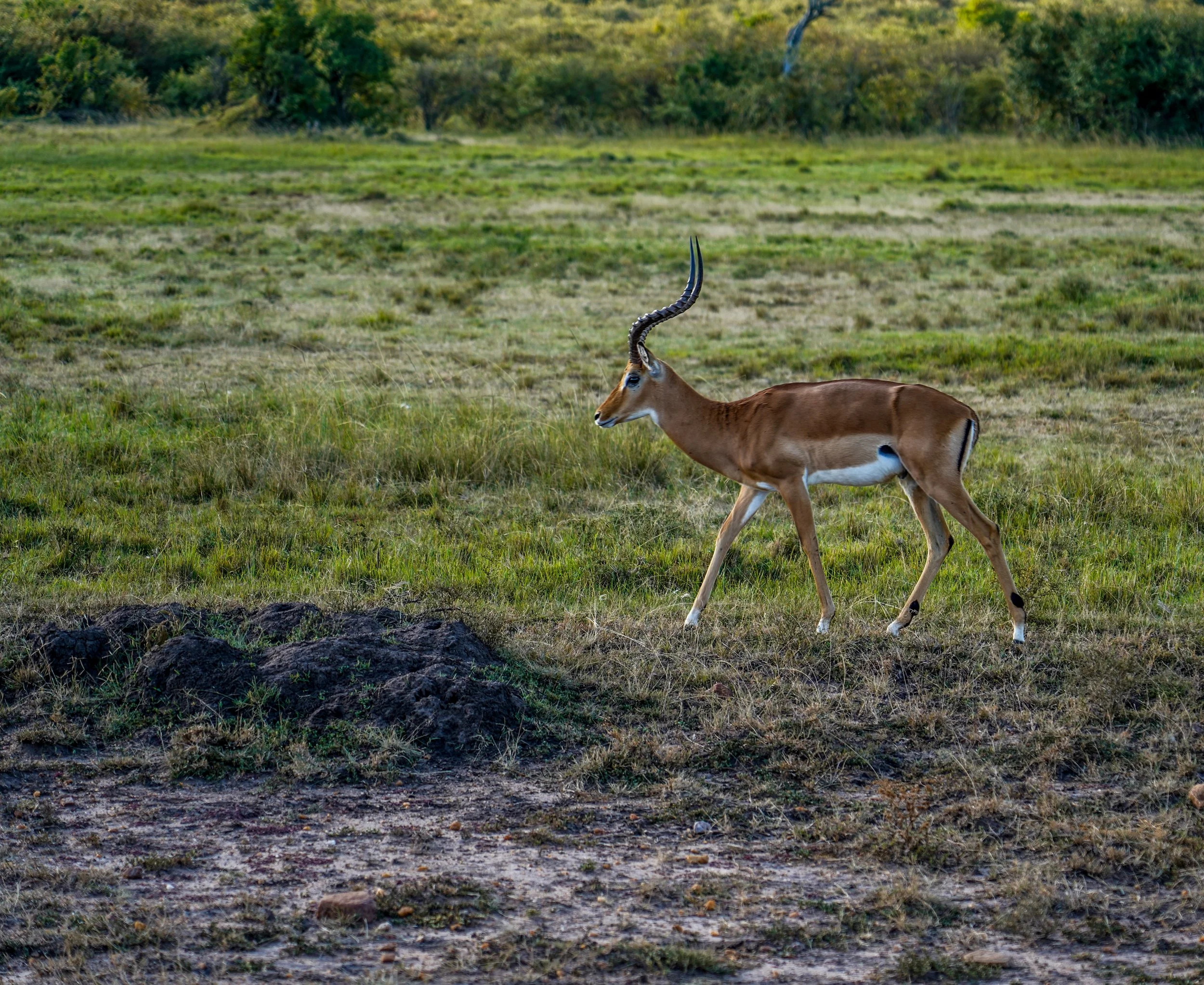 Masai Mara, Kenya