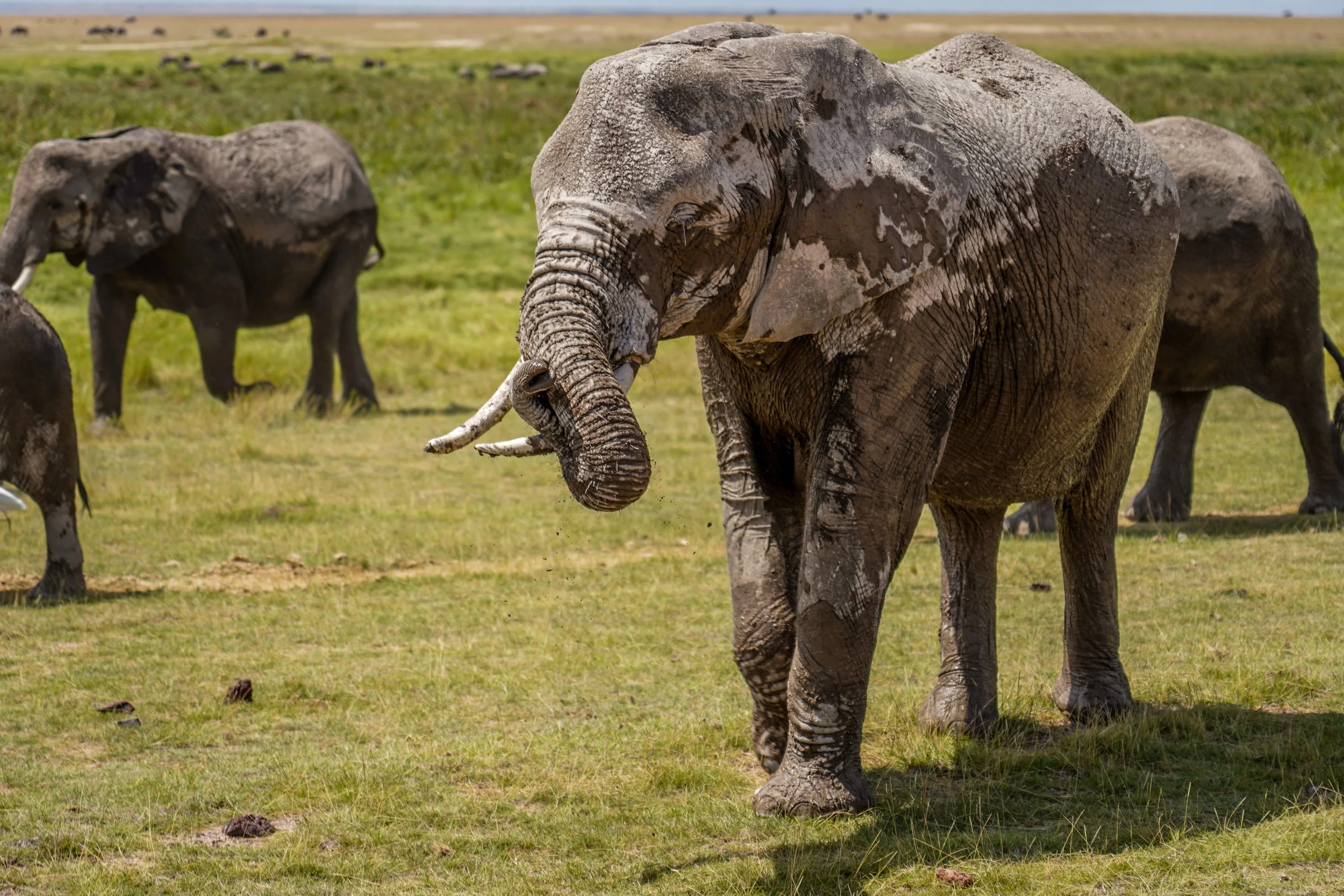 Amboseli, Kenya