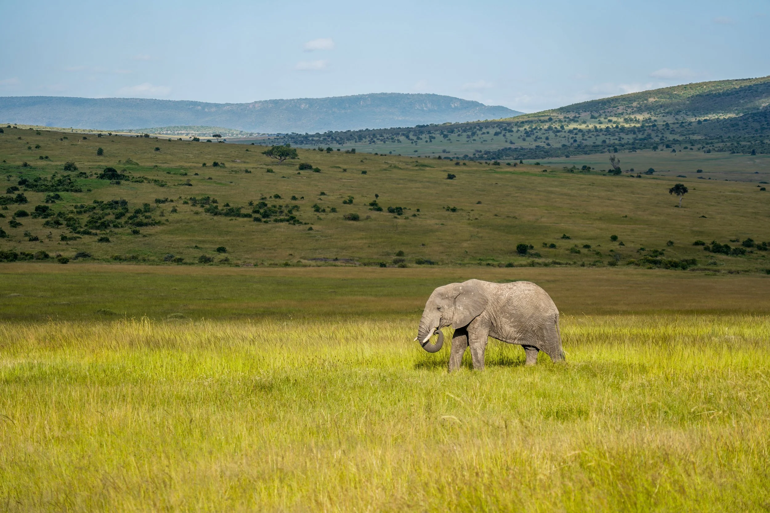 Maasai Mara, Kenya