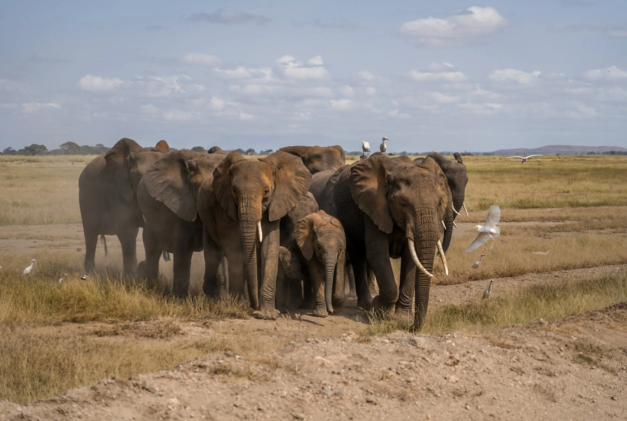 Amboseli, Kenya