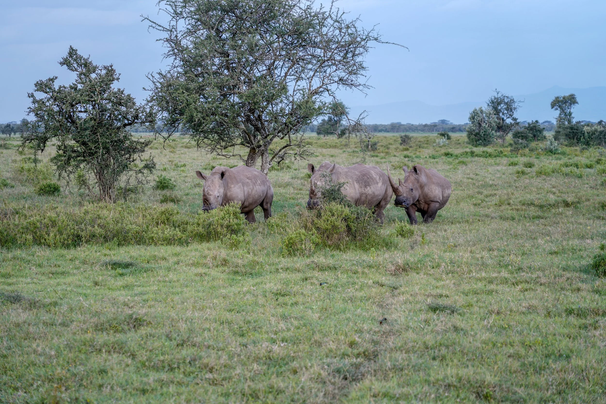 Lake Nakuru, Kenya