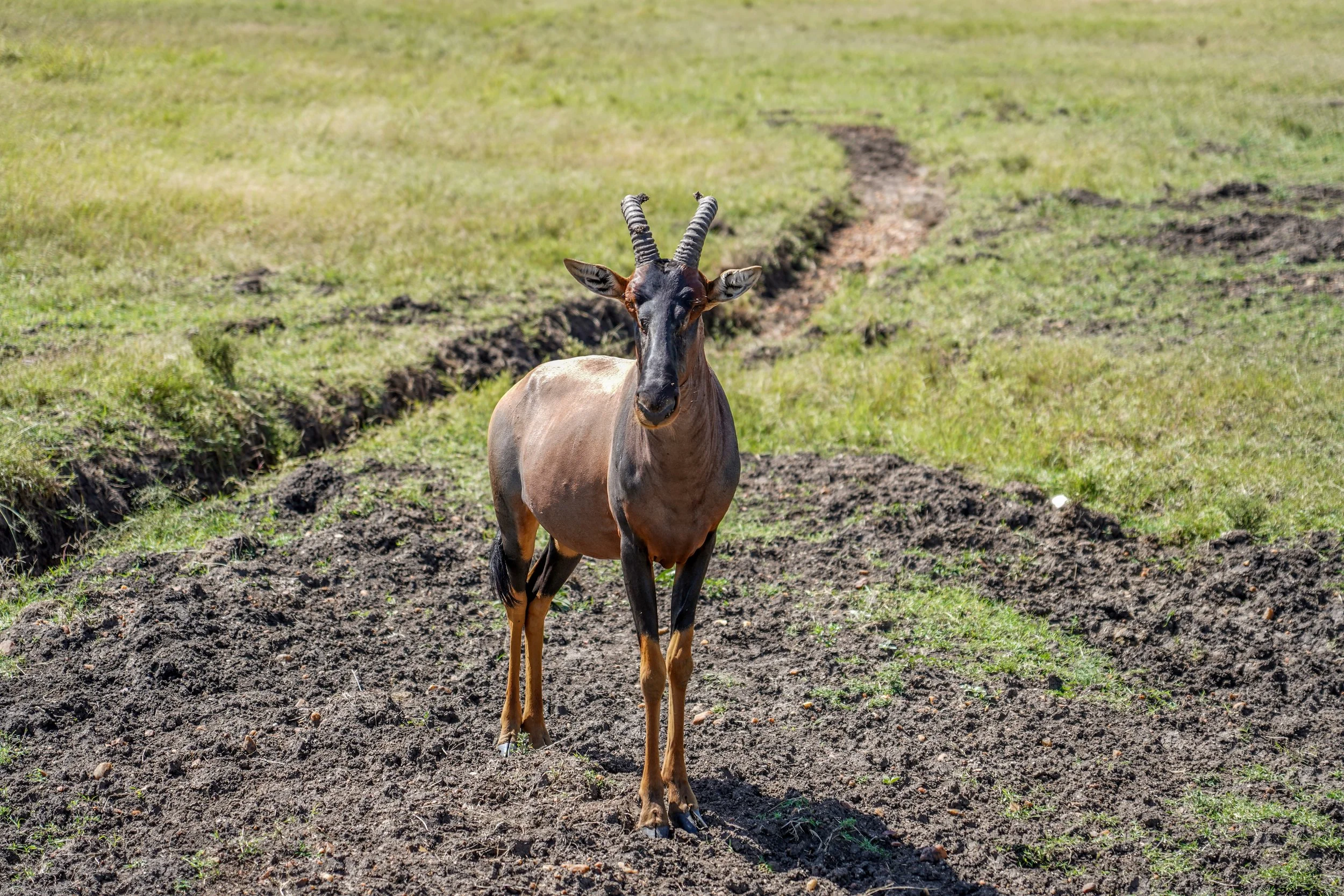 Maasai Mara, Kenya