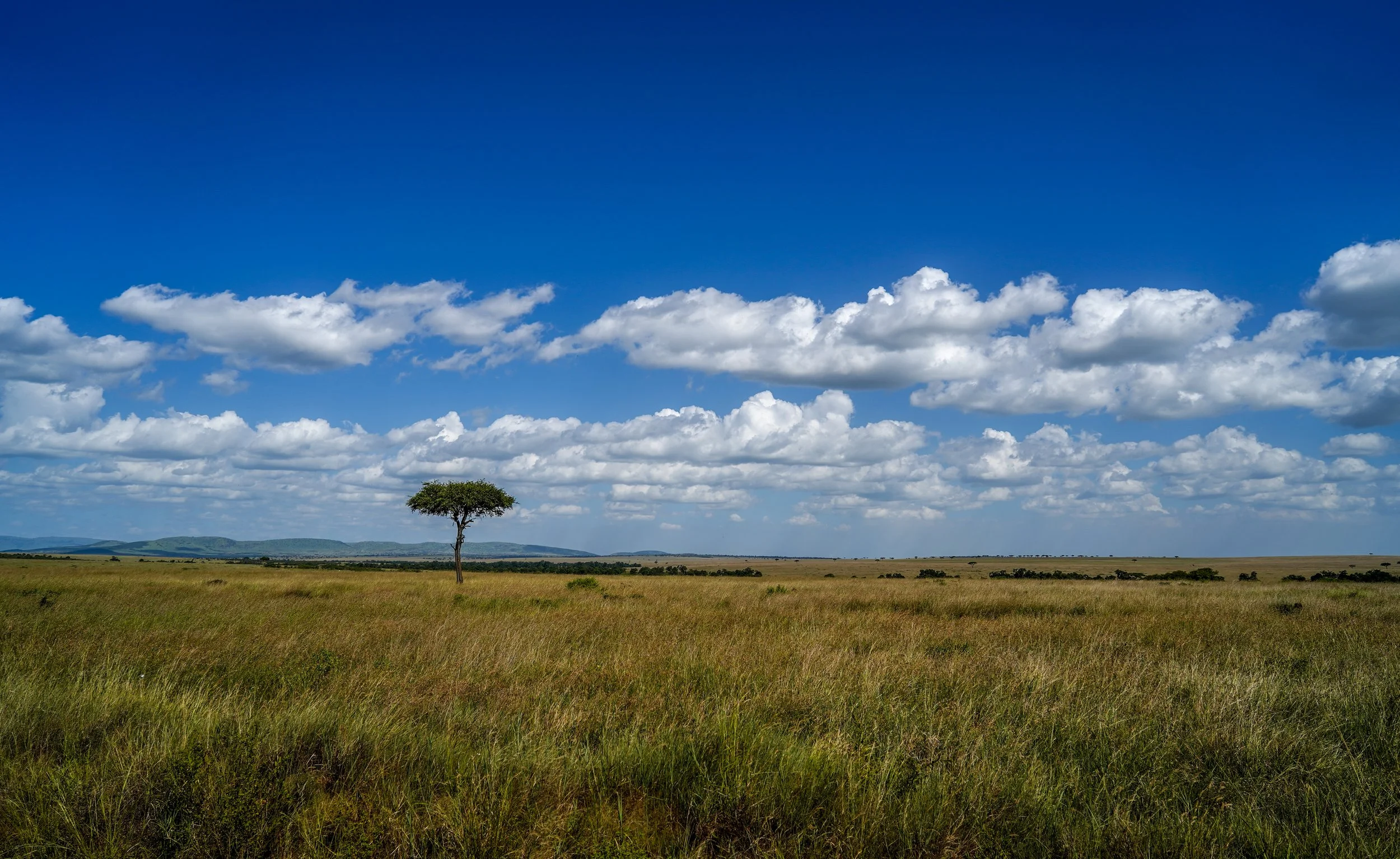 Maasai Mara, Kenya