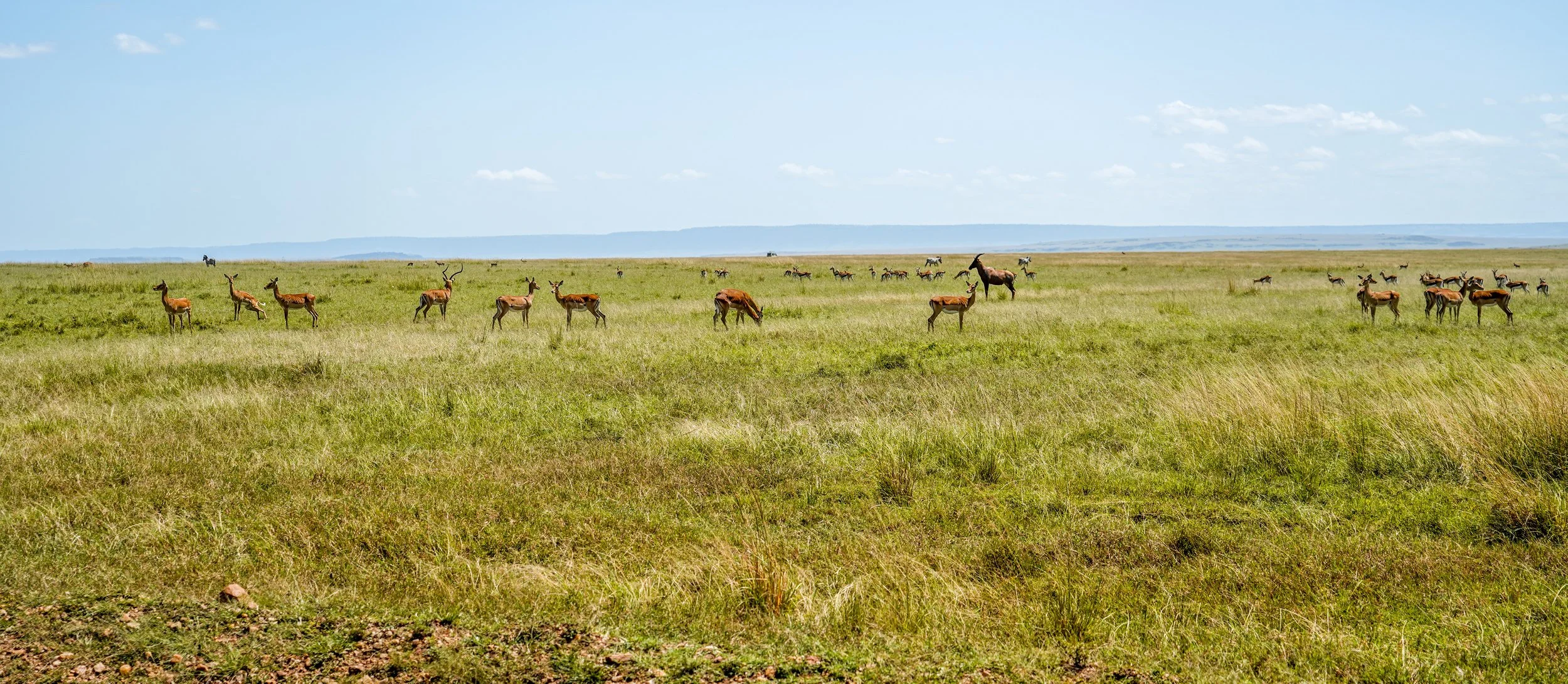 Maasai Mara, Kenya