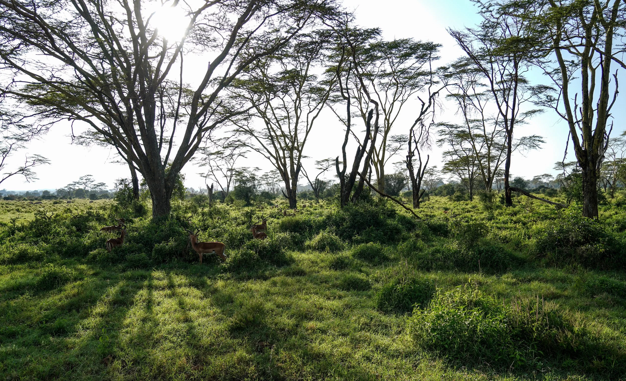 Lake Nakuru, Kenya