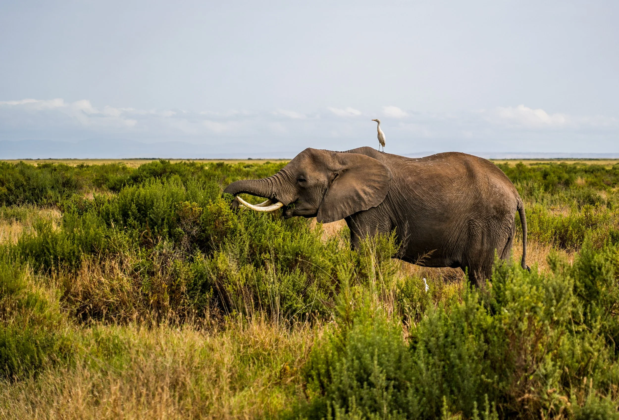 Amboseli, Kenya