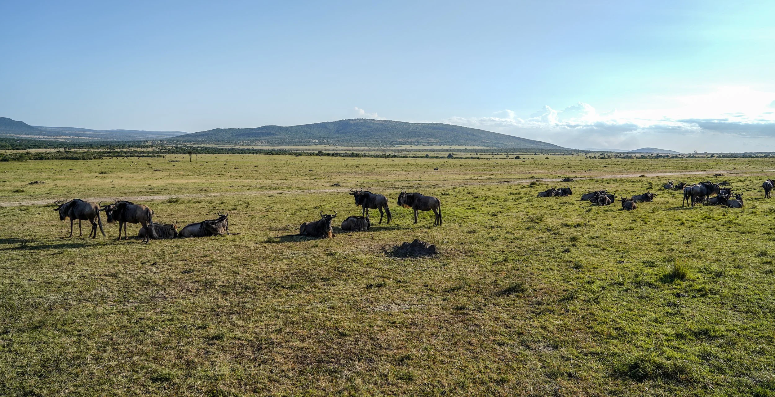Masai Mara, Kenya