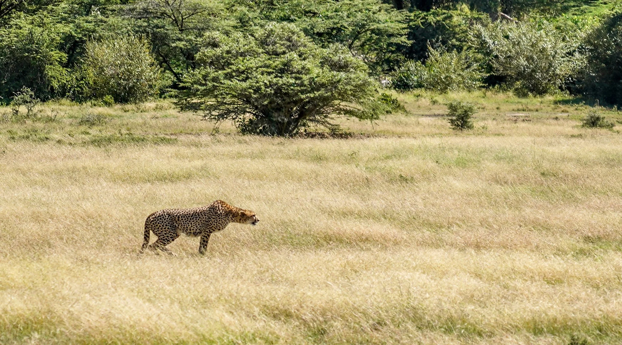 Masai Mara, Kenya