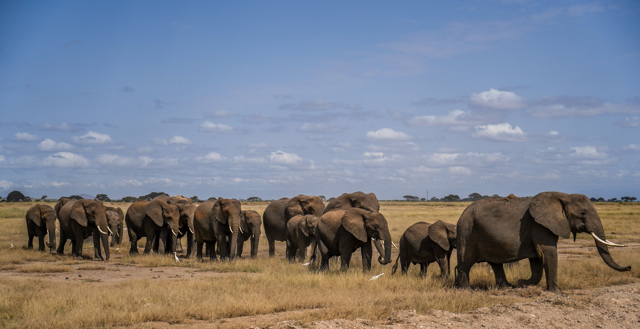 Amboseli, Kenya