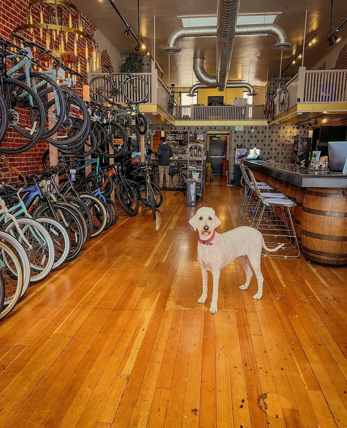 Explore Downtown Lodi with the wind in your hair thanks to bike rentals from @lodicyclery! 👏 Their new location at 9 N School St in Downtown Lodi, now serving @trailcoffeelodi, is everything our springtime needed. 🚲🌸⁠
⁠
While you're out, don't for