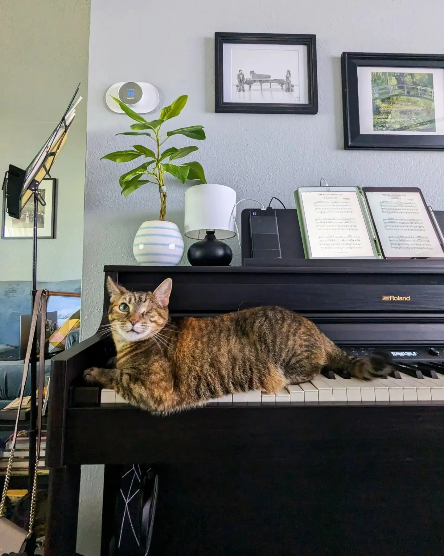 ‼️ ATTENTION ‼️

It is I, @andesduo 's beloved cat Saja. It has recently come to my attention that my dear yet foolish humans enjoy tickling these bland ivories more than the lovely spot behind my ears. Of course, this upsets me greatly. Would you no