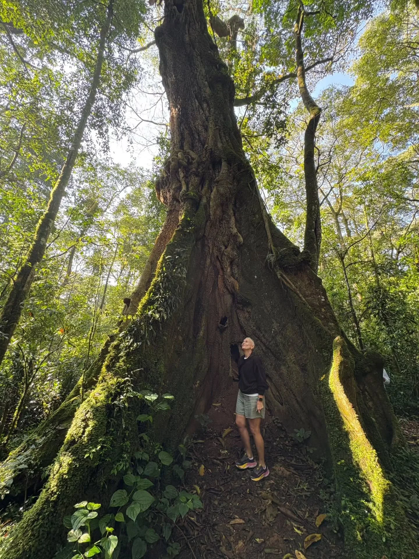 Kui m&otilde;tleme Keeniale, kujutame ette savanne ja safareid&hellip; aga kas teadsid, et seal on ka roheline ja troopiline vihmamets, mis esmapilgul ei erine palju ka Amazonasest?

Kakamega vihmamets on viimane allesj&auml;&auml;nud osa kunagisest