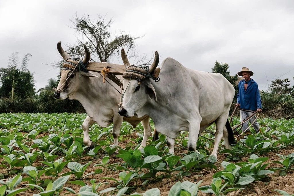 Talunik härgadega töötamas tubakapõllul Viñalese orus Kuubal