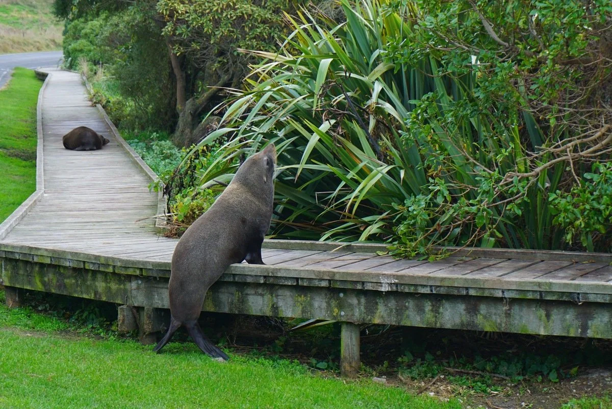 amazonas reisid uus meremaa58.jpeg
