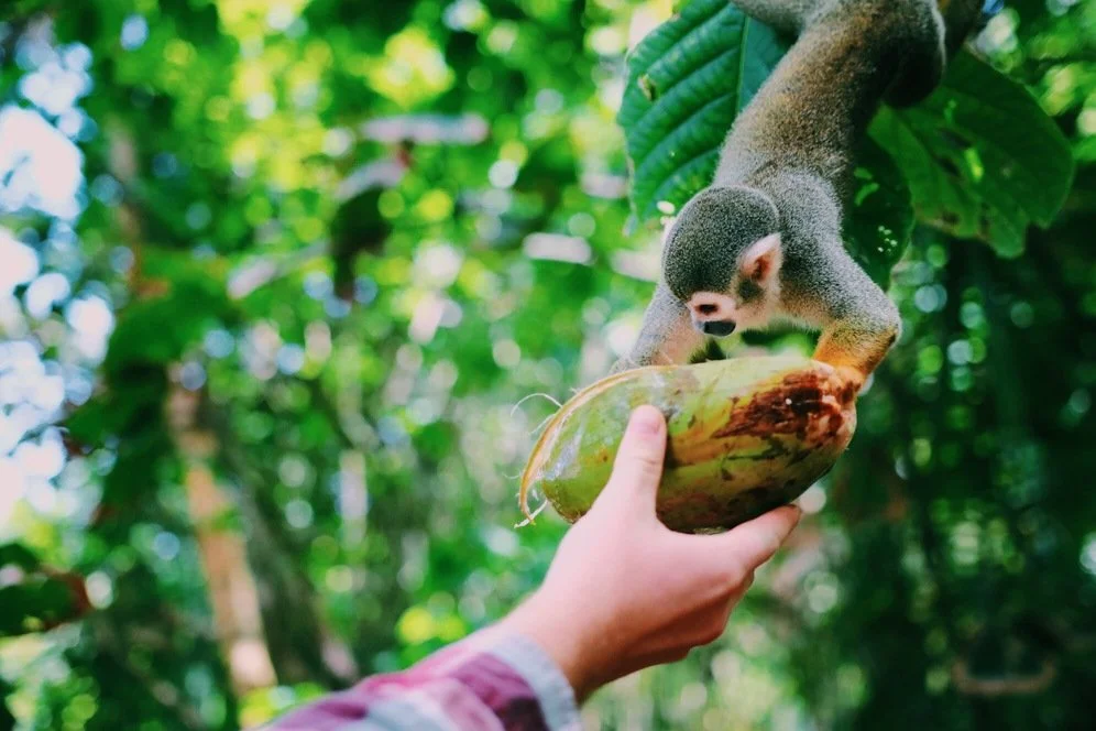 Oravahv kookospähkliga Amazonase vihmametsas Prantsuse Guajaanas