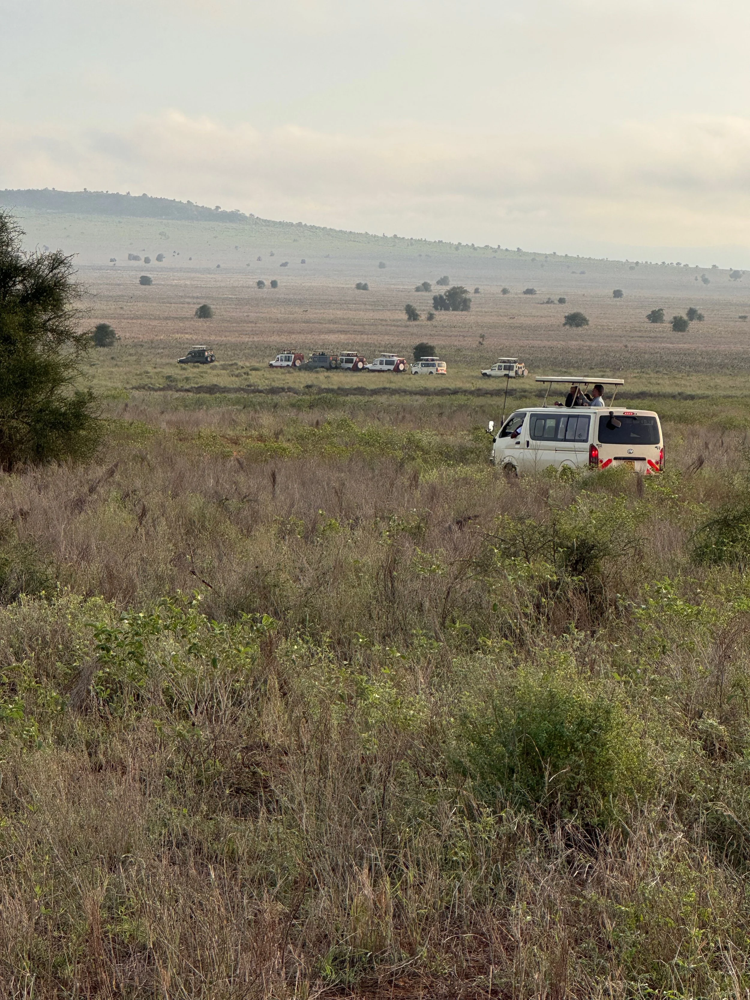Safariautod sõitmas Keenia savannis avatud maastikul, esiplaanil valge safari buss ja taustal teised sõidukid rohumaal