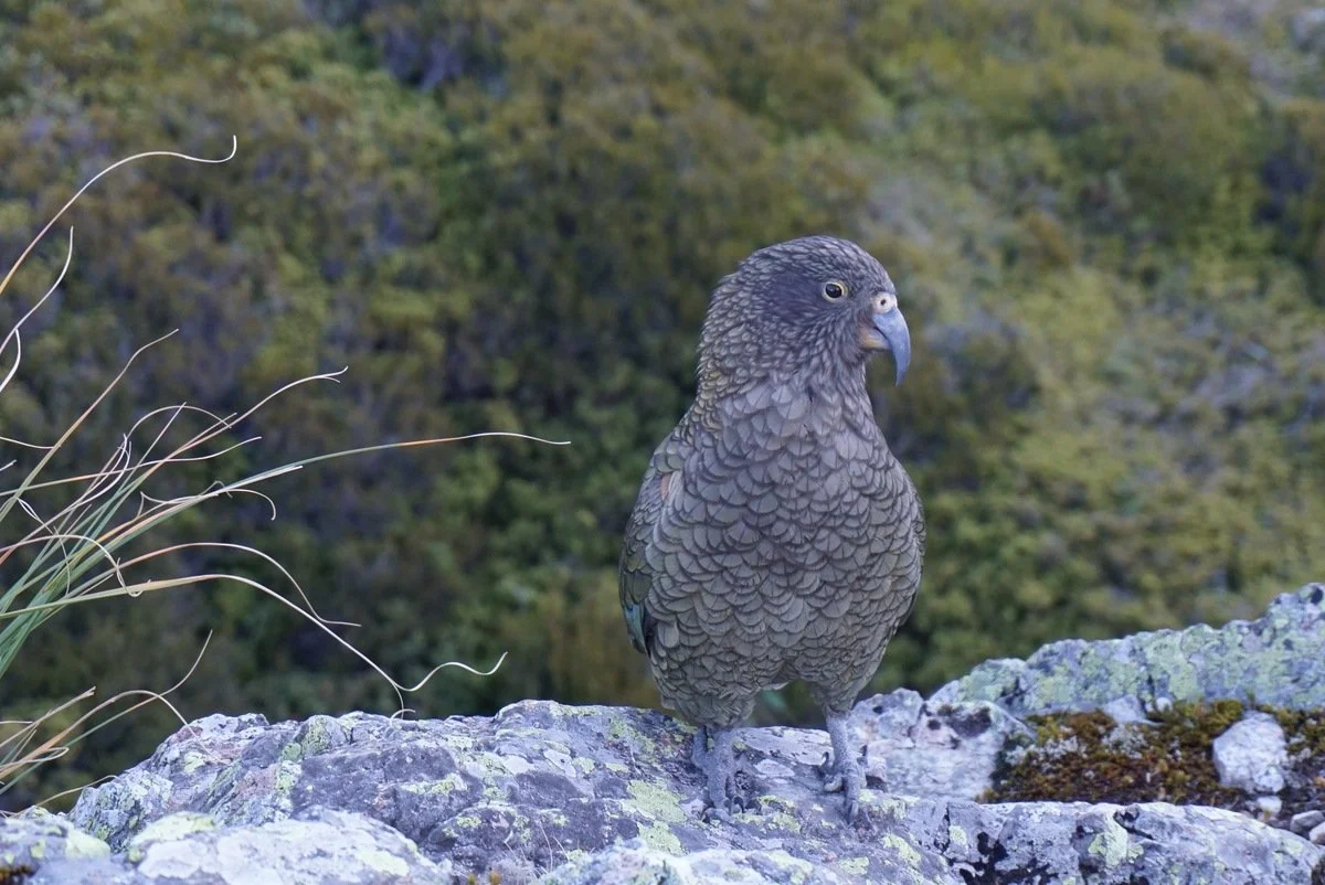 amazonas reisid uus meremaa21.jpeg
