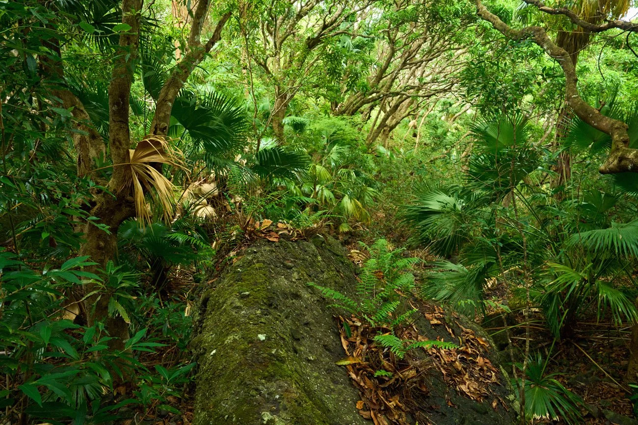 rodriguese ja mauritius kaupo kikkas amazonas reisid9.jpg