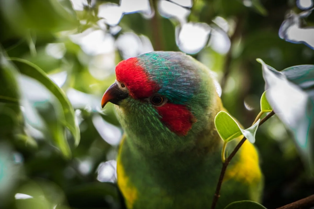amazonas reisid uus meremaa3.jpg
