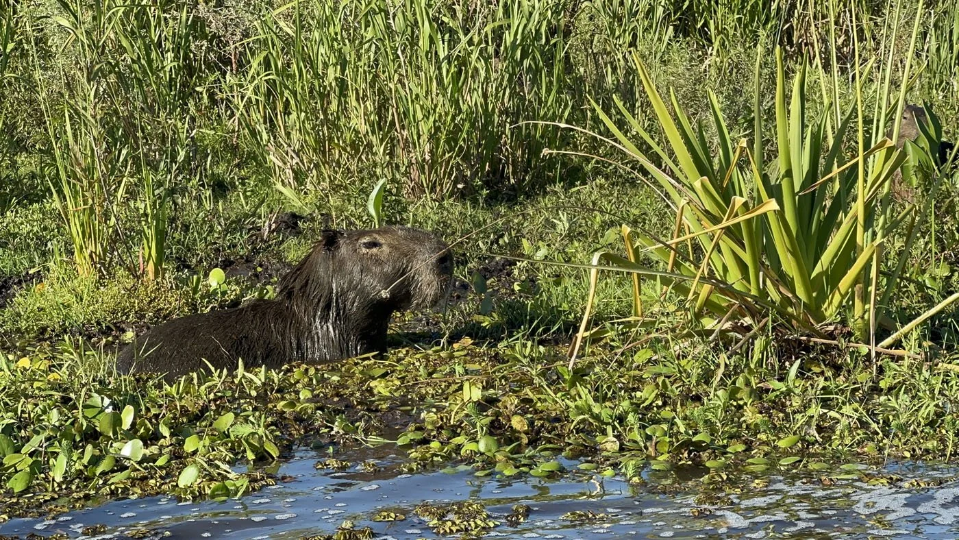 argentina amazonas reisid kaspar uljas  (34).jpg