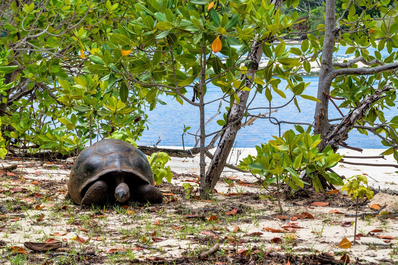seišellid berbel lätt amazonas reisid7.jpg