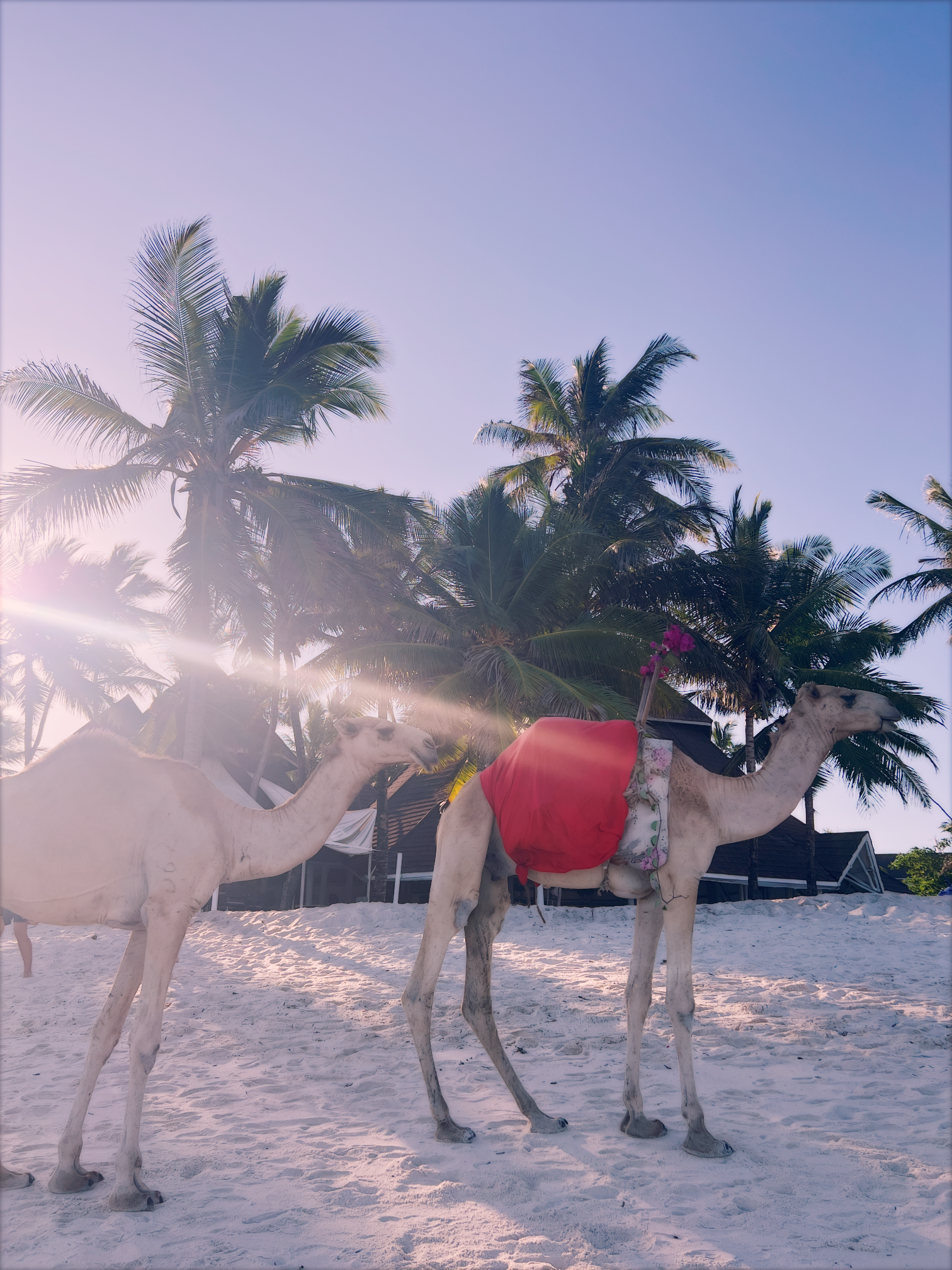 amazonas reisid keenia 331.PNG