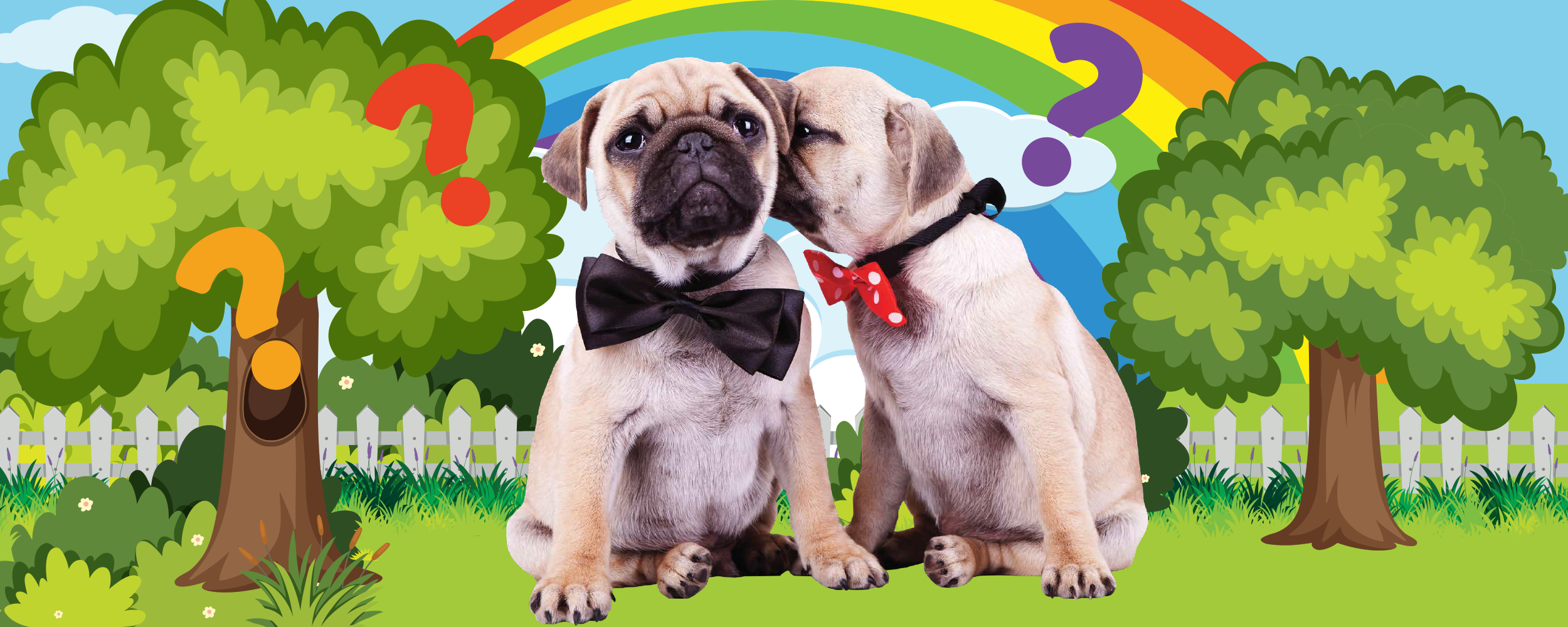 FAQ — My Doggy Daycare