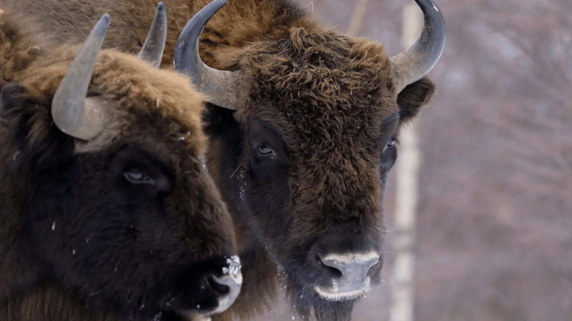Comisu Hide Romania Safari: Wildlife Adventure with Rolandia Bespoke DMC — Travel ...