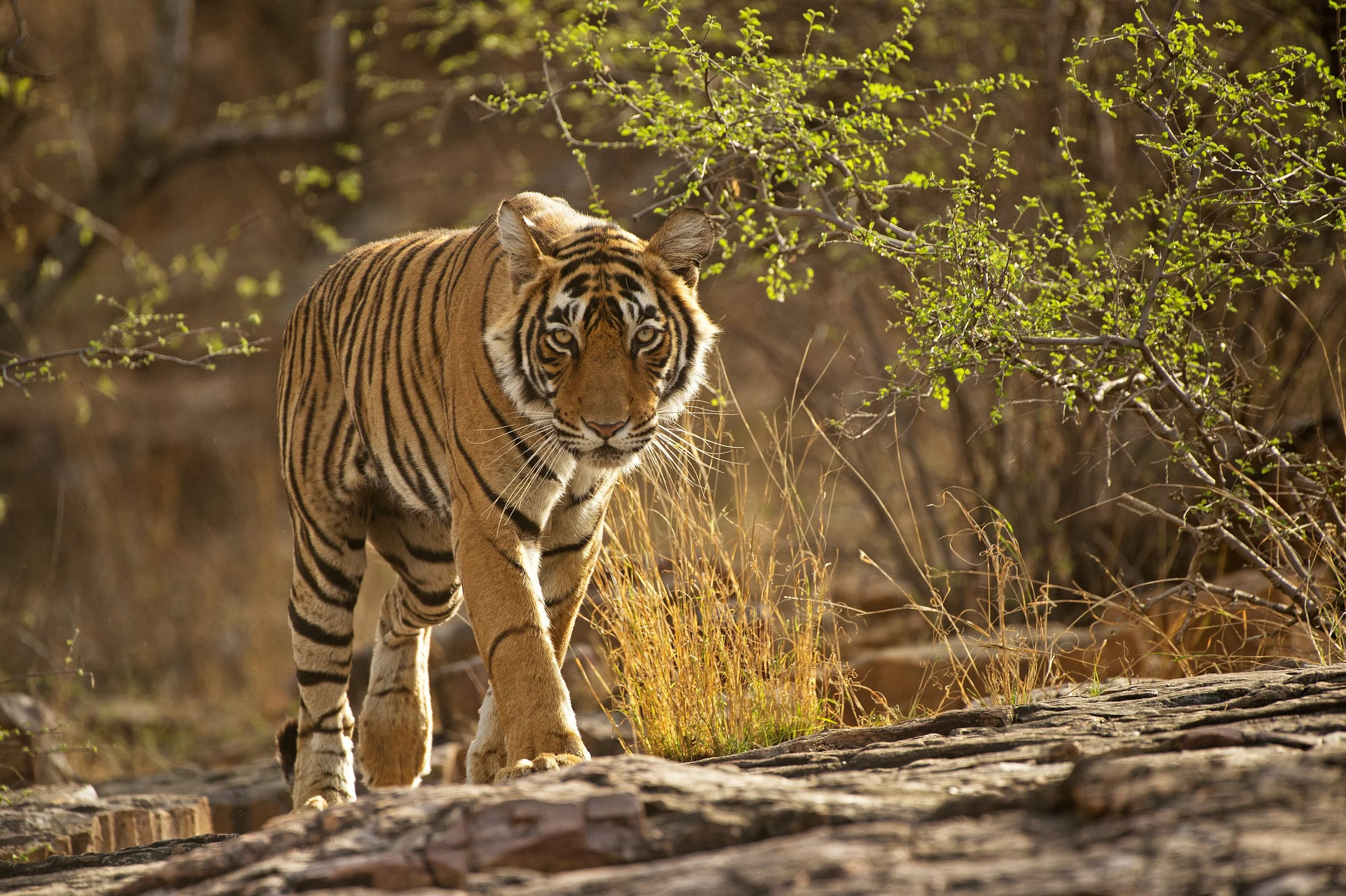 Ranthambore(3).jpg