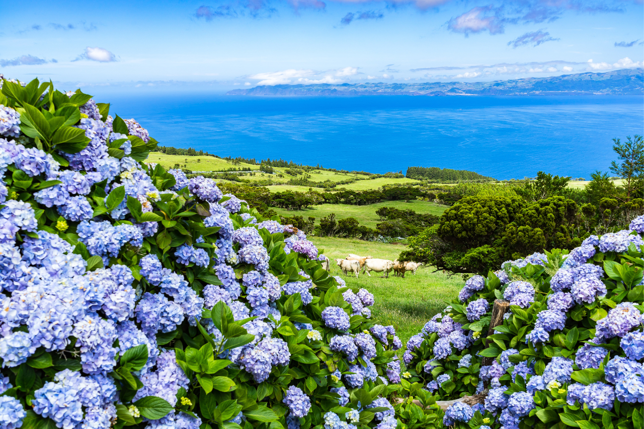 flores.png