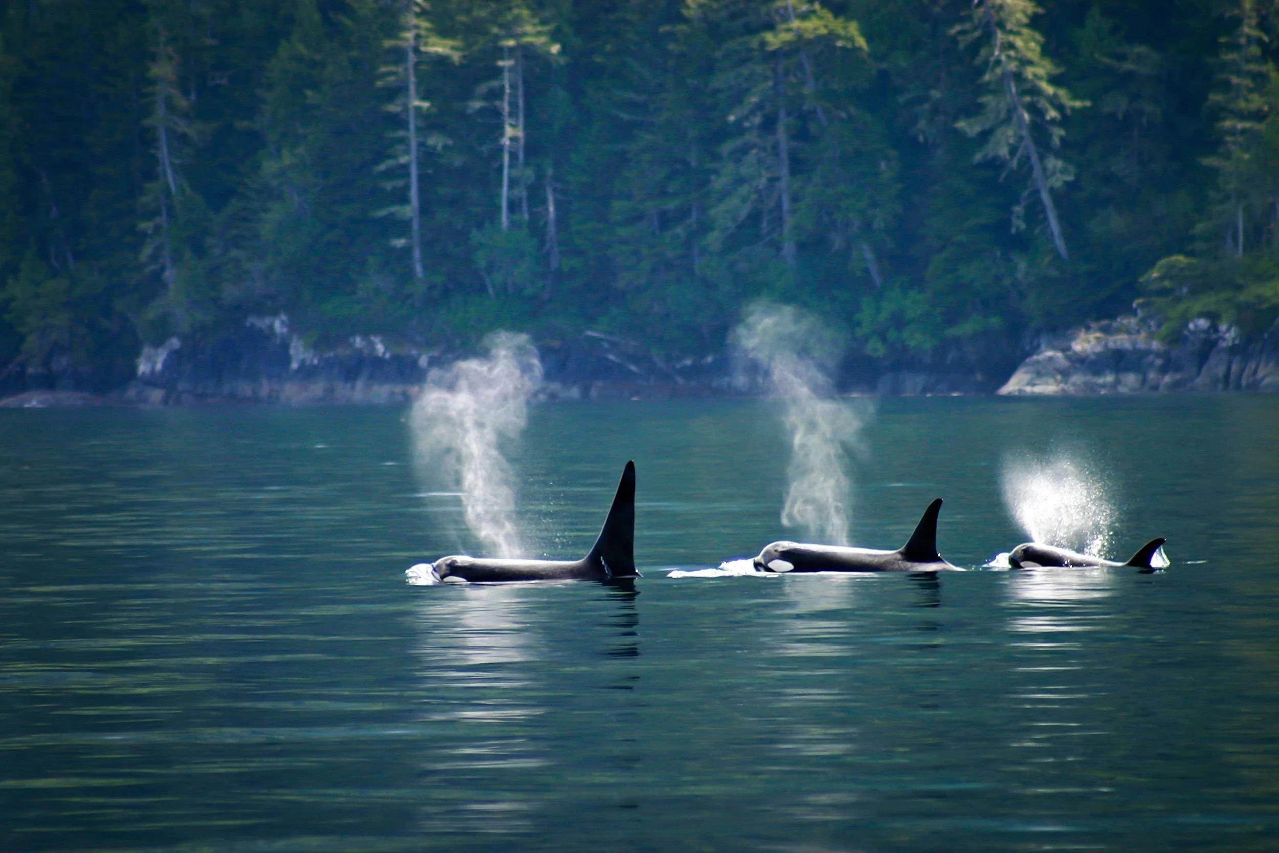 Exploring the Wild Pacific Northwest with Northern Journeys from Adventure International