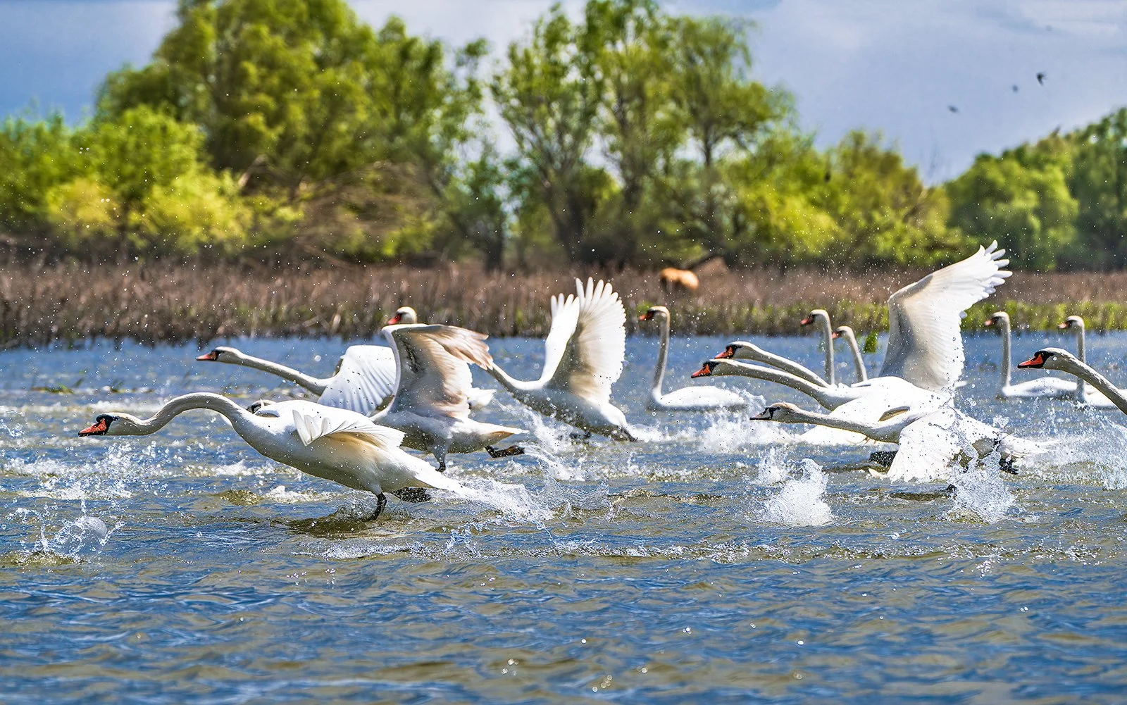 Birdwatching in the Danube Delta.jpg