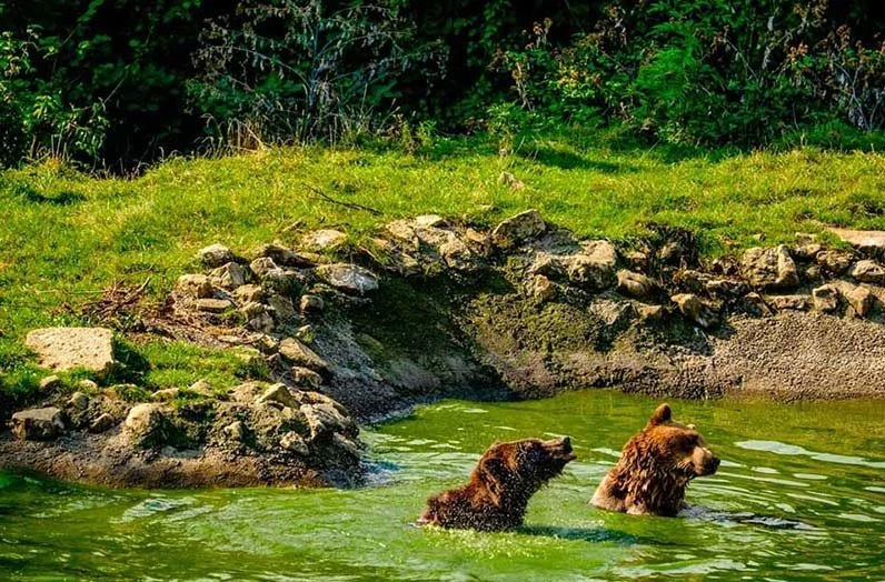 Bear-sanctuary.jpg