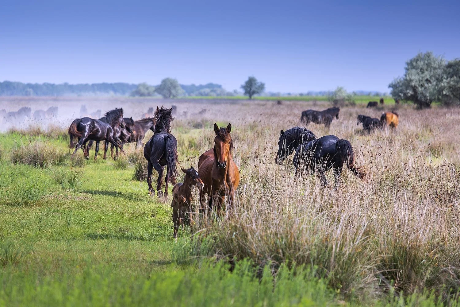 Letea wild horses.jpeg