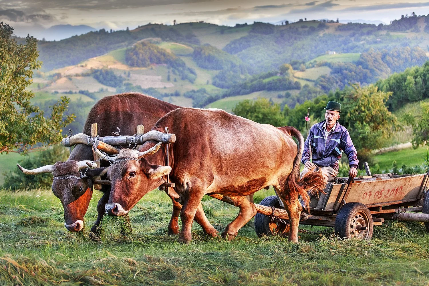 The Countrylife.jpg
