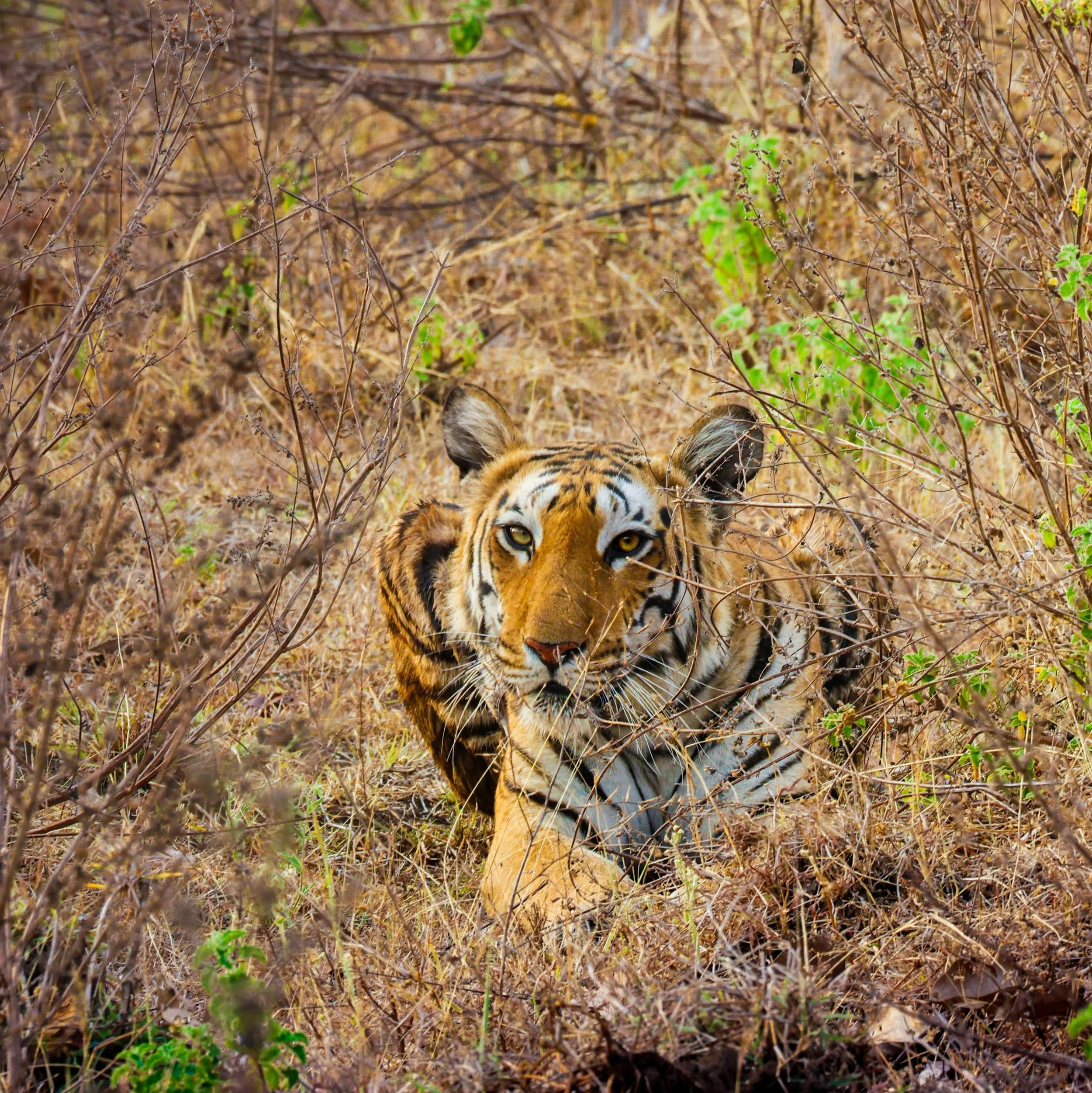 Bengal Tiger Resting in Madhya Pradesh Wilderness.jpg