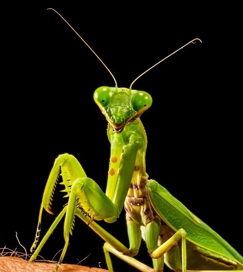 Praying Mantis Warriorship: Air Initiation