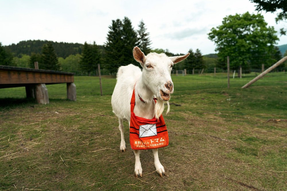 "Goat Postman"