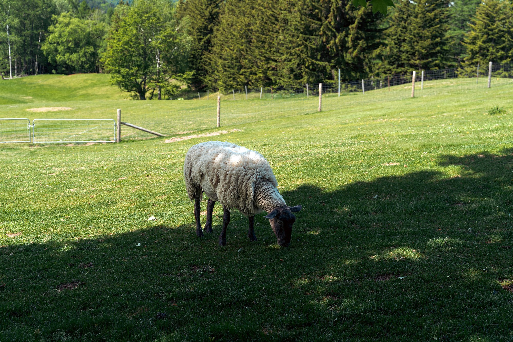 Sheep near the hammock area